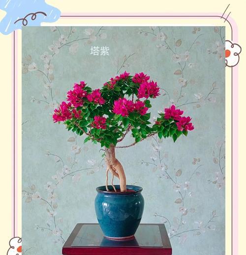 三角梅催花的方法有哪些？