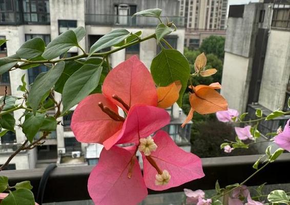 三角梅催花的方法有哪些？