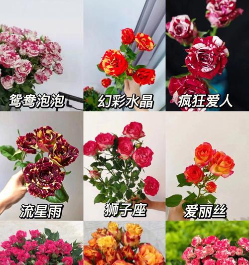 多头玫瑰切花品种有哪些？如何挑选最佳的多头玫瑰？