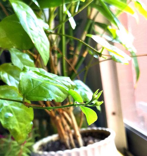 茉莉香的养殖技巧有哪些？