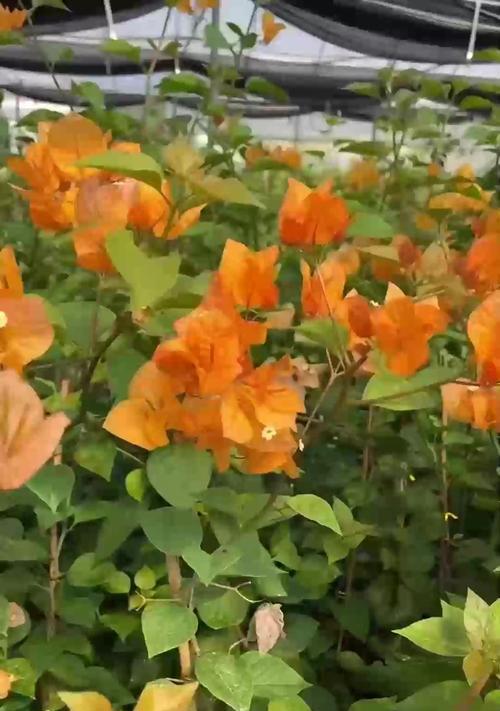 长寿花花朵枯萎了怎么办？如何恢复？