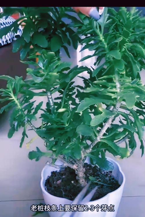 长寿花花朵枯萎了怎么办？如何恢复？