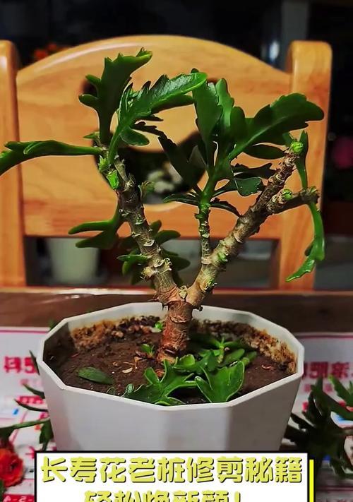 长寿花花朵枯萎了怎么办？如何恢复？