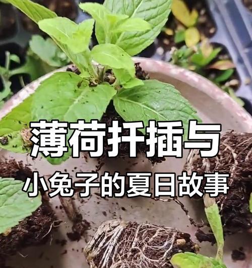 薄荷扦插的成功率如何提高？