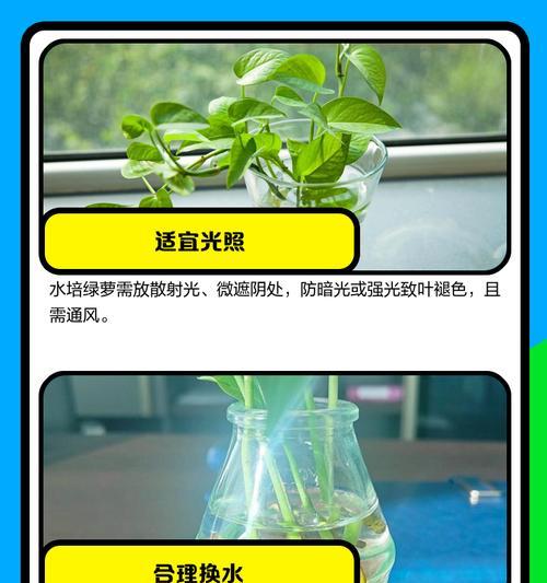 水培绿萝的正确固定方法是什么？如何确保其稳定生长？