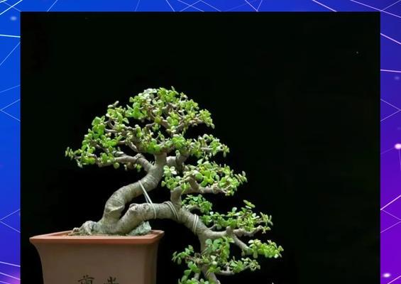 云南盆景有哪些独特之处？云南盆景的种类有哪些？