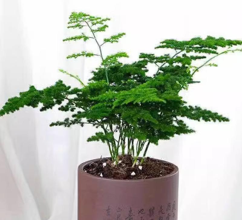 云南盆景有哪些独特之处？云南盆景的种类有哪些？