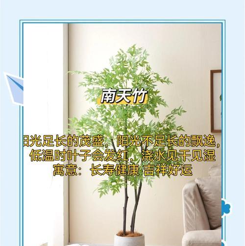 懒人植物有哪些推荐？如何轻松养护懒人植物？