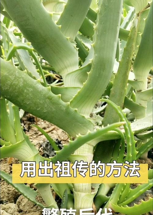 芦荟繁殖方法有哪些？如何进行分株繁殖？
