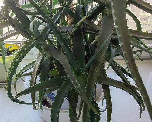 芦荟繁殖方法有哪些？如何进行分株繁殖？