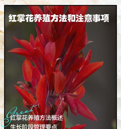 红掌水养的正确方式和技巧是什么？