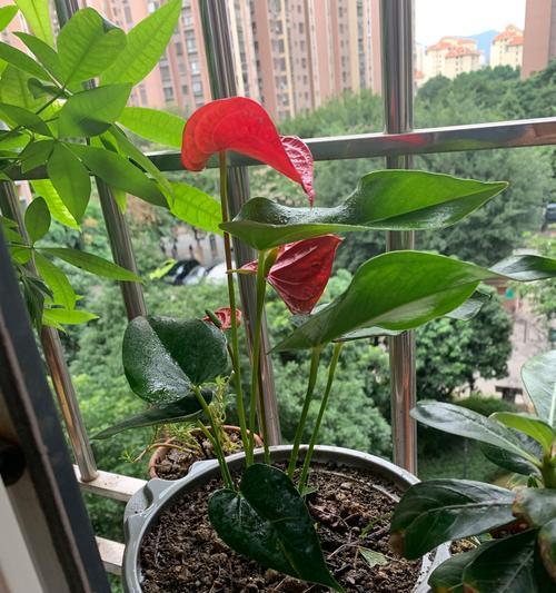 红掌水养的正确方式和技巧是什么？