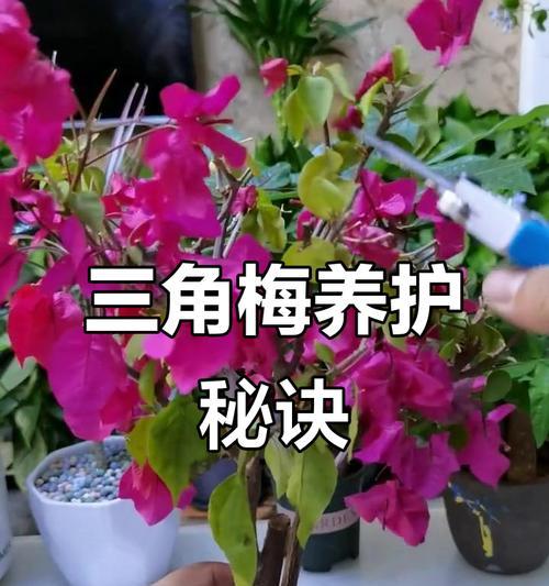 家养三角梅的修剪技巧有哪些？如何修剪才能更美观？