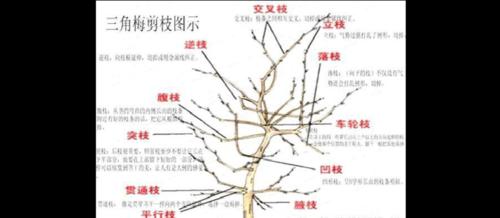 家养三角梅的修剪技巧有哪些？如何修剪才能更美观？