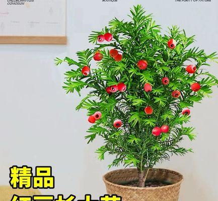 红豆杉品种有哪些？红豆杉种植需要注意什么？