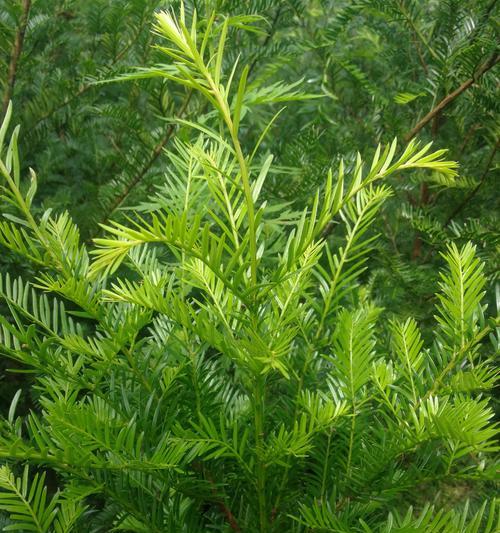 红豆杉品种有哪些？红豆杉种植需要注意什么？