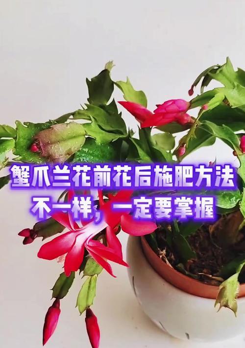 蟹爪兰换土的最佳时机是什么时候？换土步骤详解？