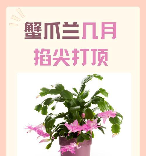 蟹爪兰换土的最佳时机是什么时候？换土步骤详解？