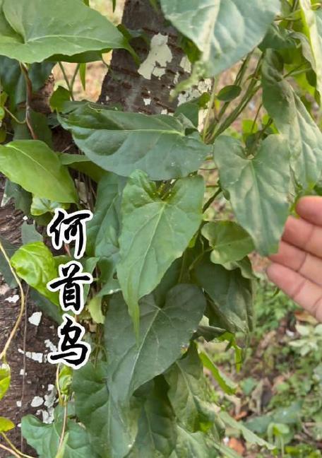 何首乌的叶子是什么样的？何首乌叶子有哪些特点？