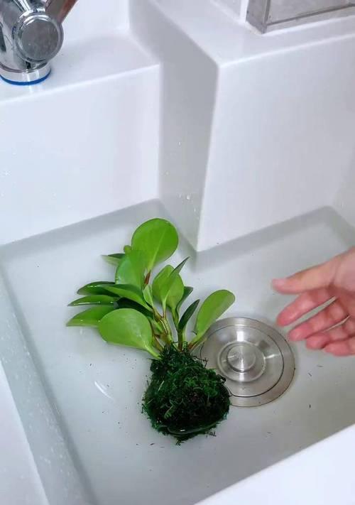 水培豆瓣绿的正确方法和管理技巧是什么？