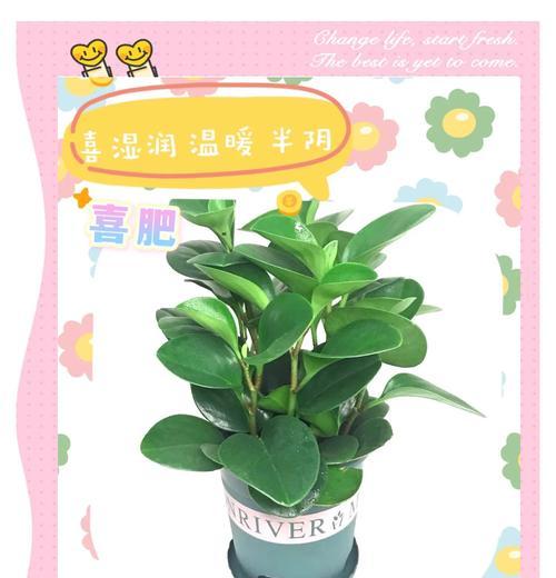 水培豆瓣绿的正确方法和管理技巧是什么？
