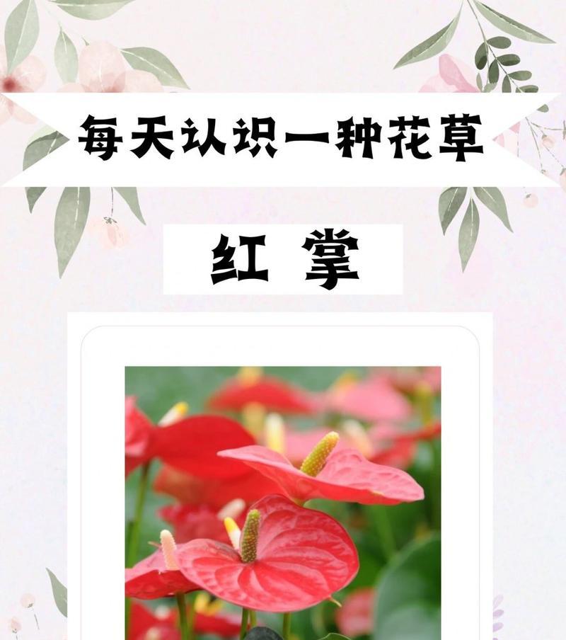 红掌有什么颜色？红掌的花色种类及其特点是什么？