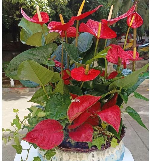 红掌有什么颜色？红掌的花色种类及其特点是什么？
