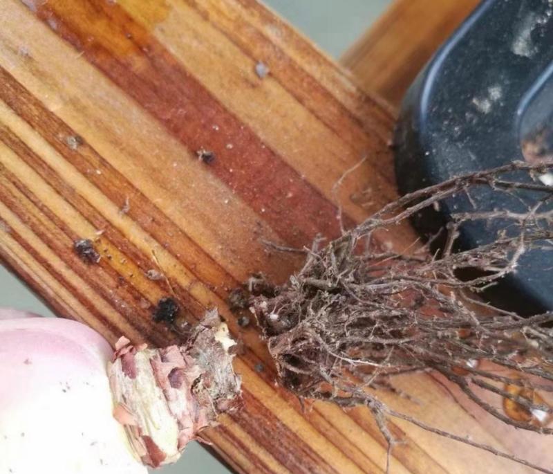 玫瑰花种植需要注意哪些事项？