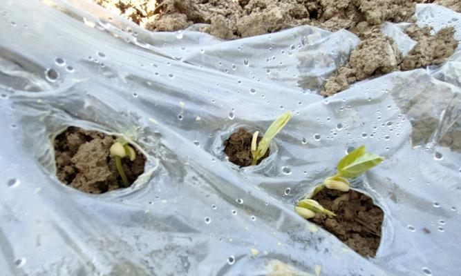 一串心植物的养殖方法是什么？如何确保其茁壮成长？