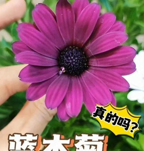一串心植物的养殖方法是什么？如何确保其茁壮成长？