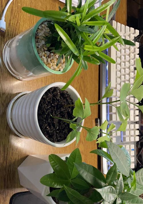 一串心植物的养殖方法是什么？如何确保其茁壮成长？