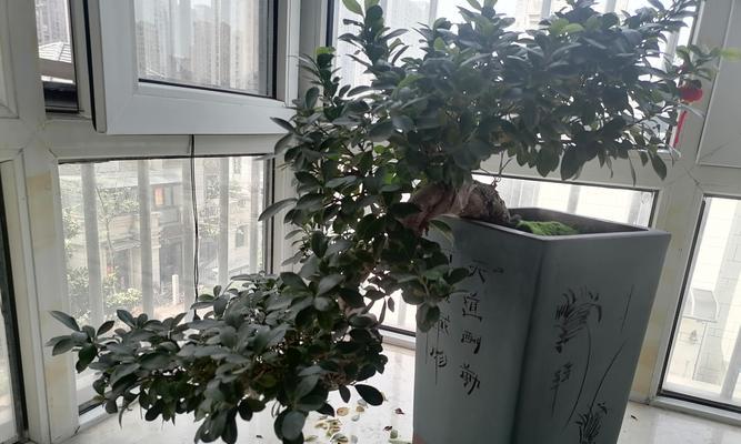 小叶榕盆景的养护要点是什么？