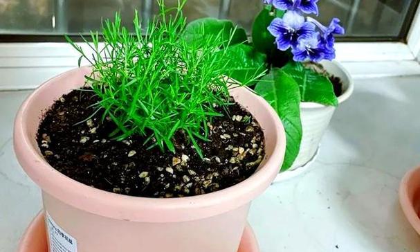 满天星种植的正确步骤是什么？