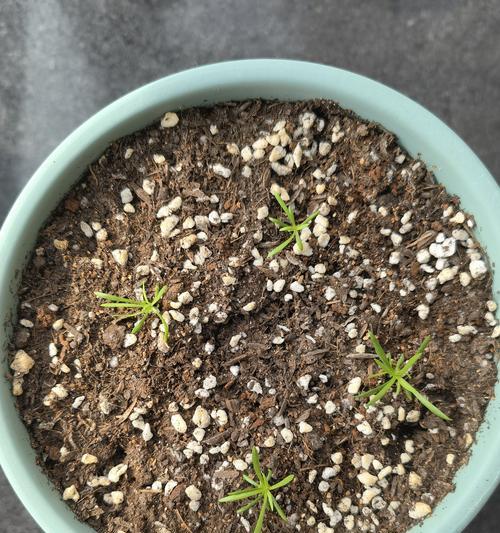 满天星种植的正确步骤是什么？