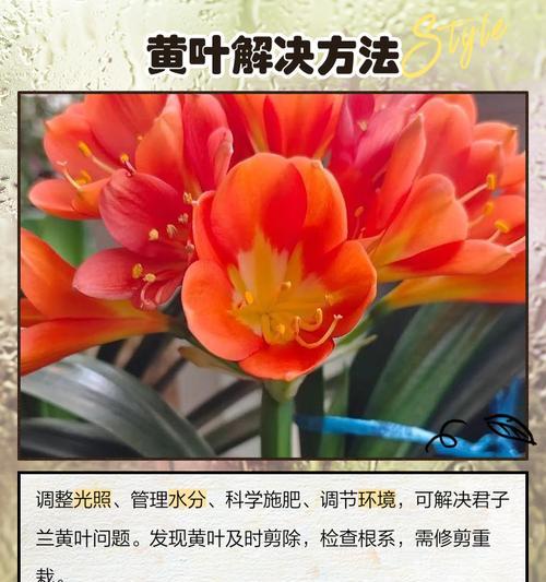 君子兰叶片发黄的解决措施有哪些？