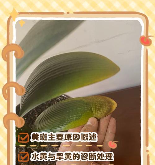 君子兰叶片发黄的解决措施有哪些？
