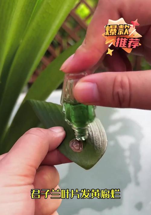 君子兰叶片发黄的解决措施有哪些？
