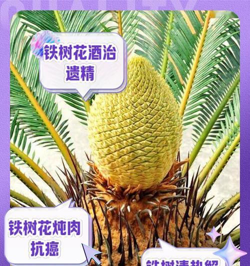 铁树的繁殖方法有哪些？