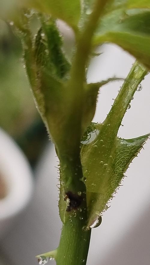 月季常见的虫害有哪些？如何防治月季的虫害问题？