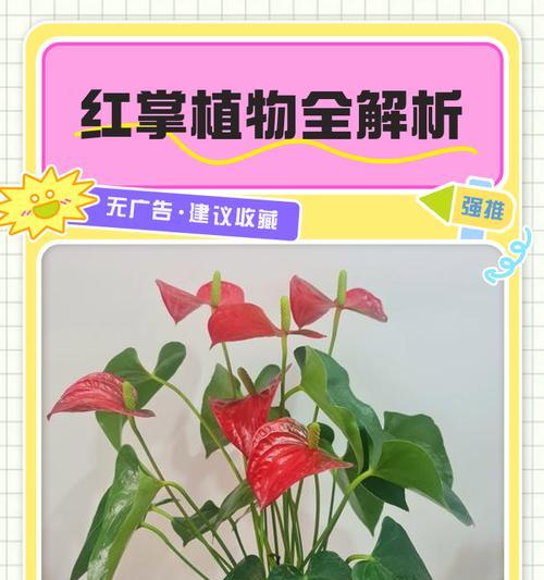 红掌花叶子发黄的补救方法是什么？