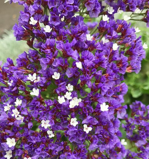 夏天开的花有什么？夏季常见花卉种类和特点是什么？