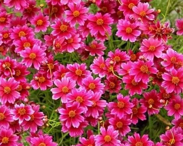 夏天开的花有什么？夏季常见花卉种类和特点是什么？