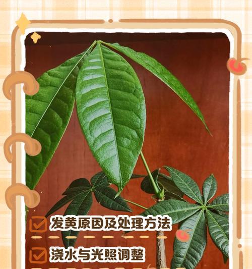 发财树叶子发黄掉落怎么办？可能的原因和解决方法是什么？
