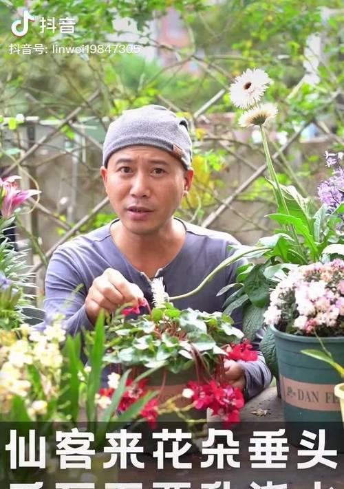 仙客来烂根的处理方法和预防措施？
