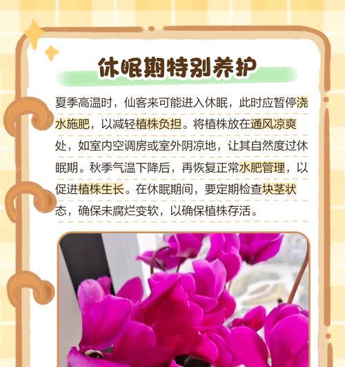 仙客来烂根的处理方法和预防措施？