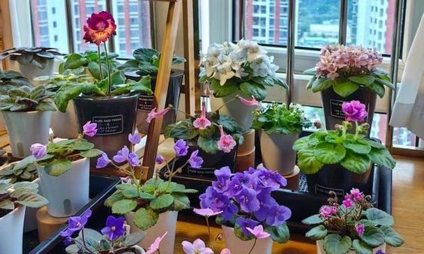 哪些植物适合室内养殖？室内植物养殖的注意事项？