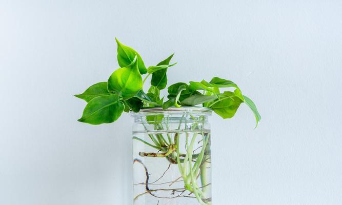 哪些植物适合室内养殖？室内植物养殖的注意事项？