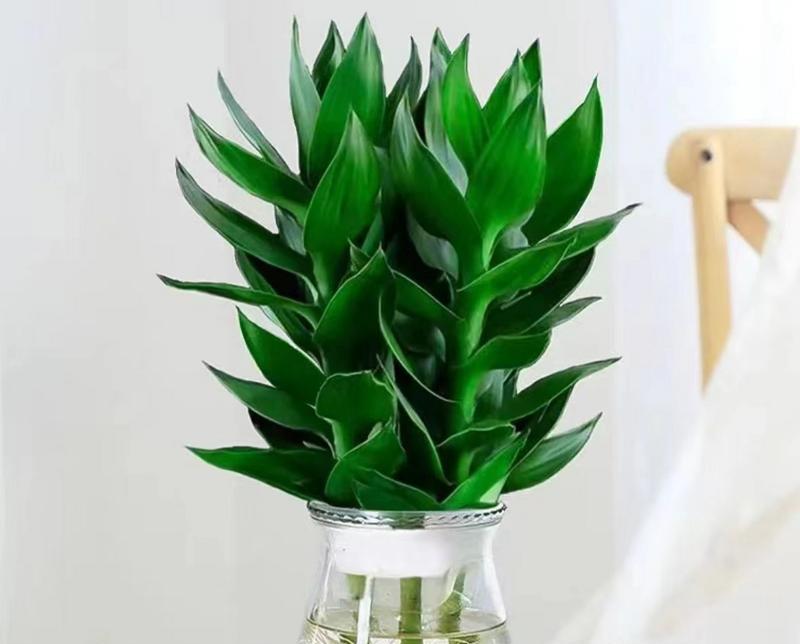 哪些植物适合室内养殖？室内植物养殖的注意事项？