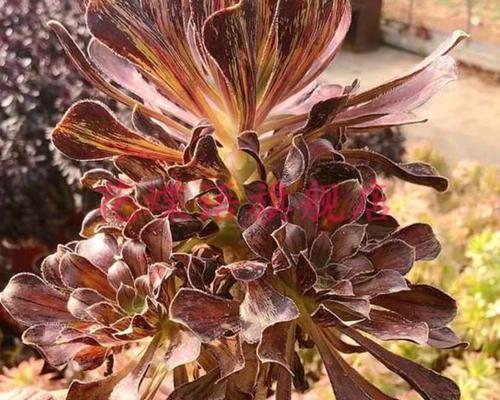 黑法师多肉植物适合哪种土壤？黑法师的土壤配比建议是什么？