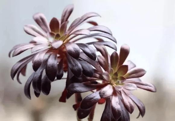 黑法师多肉植物适合哪种土壤？黑法师的土壤配比建议是什么？